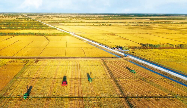 图为无人机航拍的大型农机在黑龙江省三江平原一处稻田收割水稻