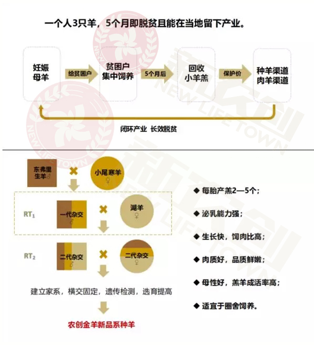 新农创“金羊扶贫”模式